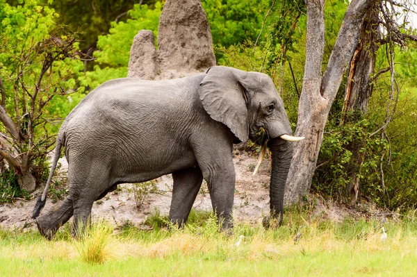 Bellissimo Elefante Nella Riserva Naturale Moremi Delta Del Fiume Okavango — Foto Stock