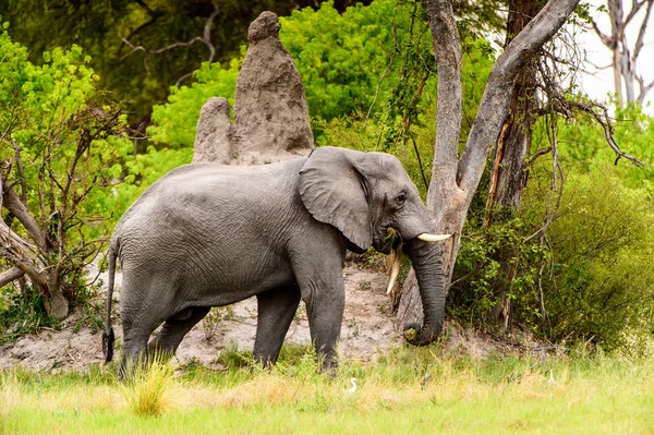 Vacker Elefant Moremi Game Reserve Okavango River Delta Nationalpark Botswana — Stockfoto