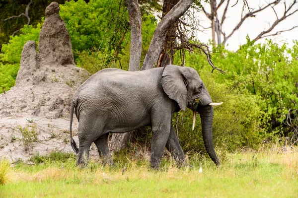 Bellissimo Elefante Nella Riserva Naturale Moremi Delta Del Fiume Okavango — Foto Stock