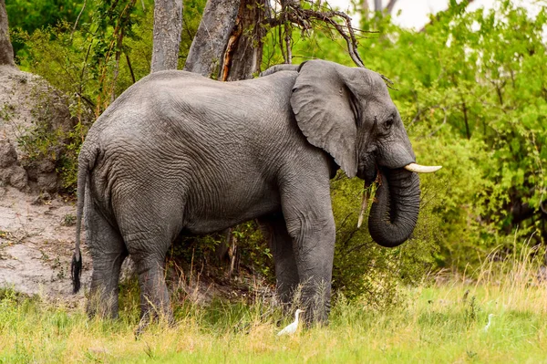 Beautiful Elephant Moremi Game Reserve Okavango River Delta National Park — Stock Photo, Image