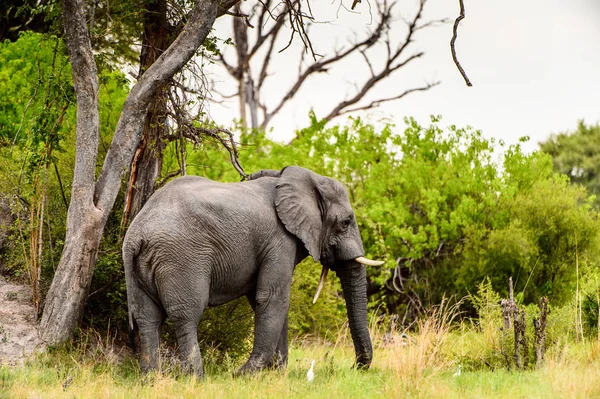 Belle Éléphant Dans Réserve Naturelle Moremi Delta Rivière Okavango Parc — Photo