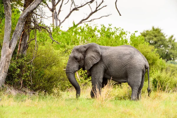 Schöner Elefant Moremi Wildreservat Okavango Delta Nationalpark Botswana — Stockfoto