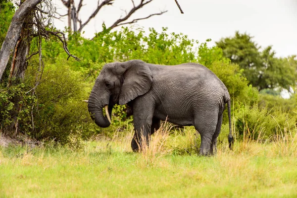 Prachtige Olifant Het Moremi Game Reserve Okavango River Delta Nationaal — Stockfoto