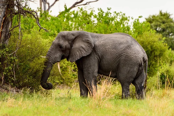 Hermoso Elefante Reserva Caza Moremi Delta Del Río Okavango Parque —  Fotos de Stock