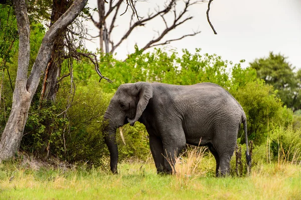 Hermoso Elefante Reserva Caza Moremi Delta Del Río Okavango Parque —  Fotos de Stock