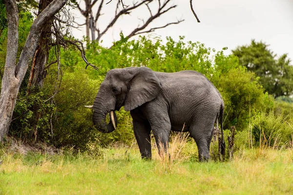 Hermoso Elefante Reserva Caza Moremi Delta Del Río Okavango Parque —  Fotos de Stock