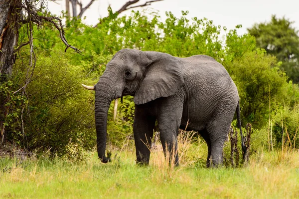 Beautiful Elephant Moremi Game Reserve Okavango River Delta National Park — Stock Photo, Image