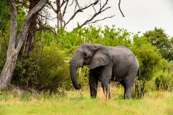 Belo Elefante Reserva Moremi Delta Rio Okavango Parque Nacional Botsuana — Fotografia de Stock