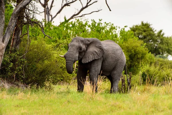 Beautiful Elephant in the Moremi Game Reserve (Okavango River Delta), National Park, Botswana