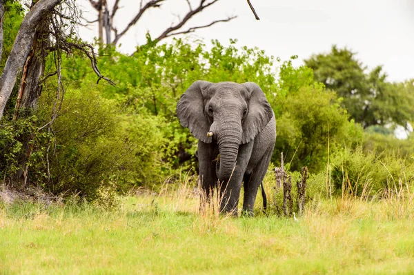 Belle Éléphant Dans Réserve Naturelle Moremi Delta Rivière Okavango Parc — Photo