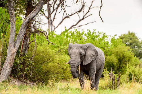 Belle Éléphant Dans Réserve Naturelle Moremi Delta Rivière Okavango Parc — Photo