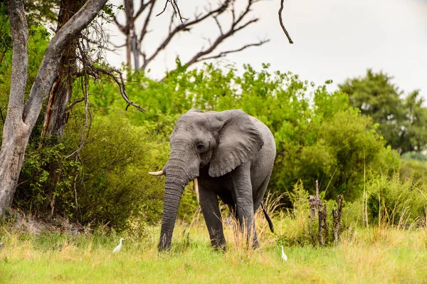 Belle Éléphant Dans Réserve Naturelle Moremi Delta Rivière Okavango Parc — Photo