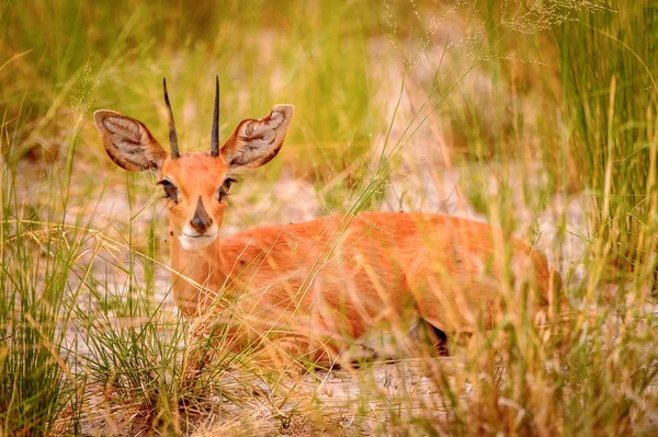 Malá Jelena Nachází Trávě Moremi Game Rezervaci Okavango River Delta — Stock fotografie