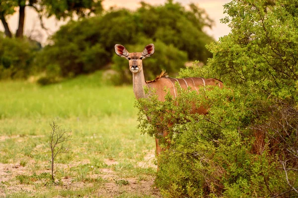 鹿在莫瑞米野生动物保护区 奥卡万戈河三角洲 博茨瓦纳国家公园的相机上看着 — 图库照片