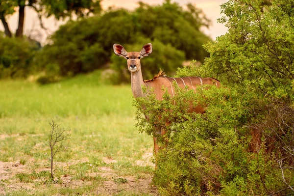 Geyik Moremi Game Reserve Okavango River Delta Milli Park Botsvana — Stok fotoğraf