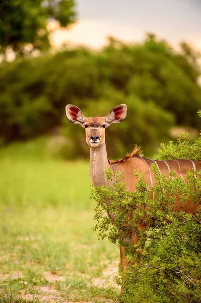 鹿在莫瑞米野生动物保护区 奥卡万戈河三角洲 博茨瓦纳国家公园的相机上看着 — 图库照片