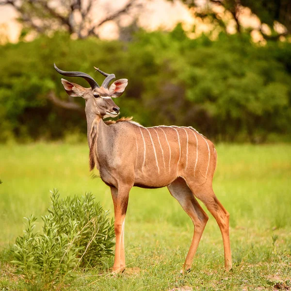 Deer Looks Camera Moremi Game Reserve Okavango River Delta National — Stock Photo, Image