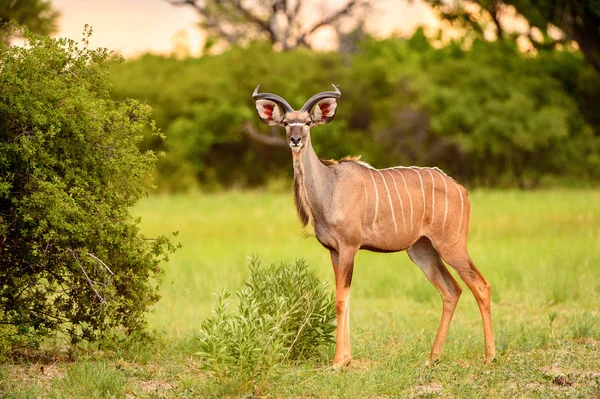 Deer Patrzy Kamerę Moremi Game Reserve Okavango River Delta Park — Zdjęcie stockowe