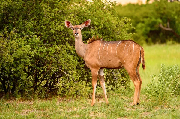 Deer Patrzy Kamerę Moremi Game Reserve Okavango River Delta Park — Zdjęcie stockowe