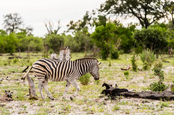 Manada Cebras Reserva Caza Moremi Delta Del Río Okavango Parque — Foto de Stock