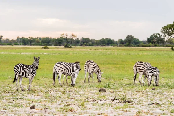 Zebras Stada Rezerwat Moremi Gra Okavango Delta Rzeki Park Narodowy — Zdjęcie stockowe