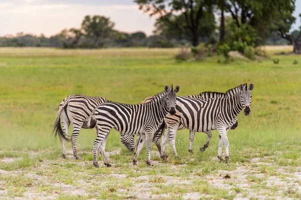 Zebras Flock Moremi Game Reserve Okavango River Delta National Park — Stock Photo, Image