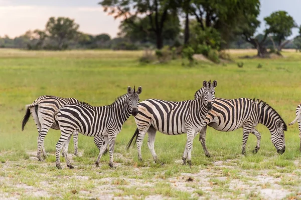 Rebanho Zebras Reserva Caça Moremi Delta Rio Okavango Parque Nacional — Fotografia de Stock