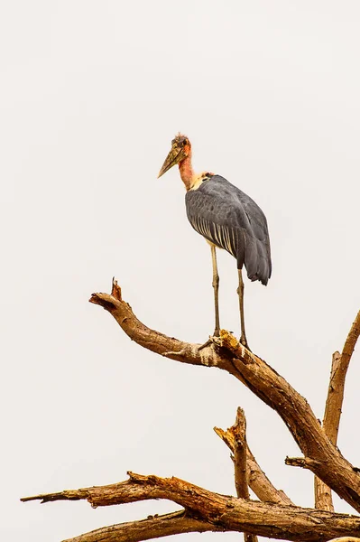 Marabou Stork Drzewie Moremi Game Reserve Okavango River Delta Park — Zdjęcie stockowe