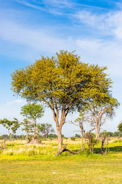 Drzewo Delcie Okavango Okavango Grassland Jeden Siedmiu Cudów Natury Afryce — Zdjęcie stockowe