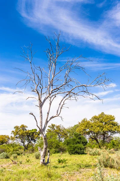 Baum Okavango Delta Okavango Grasland Einem Der Sieben Naturwunder Afrikas — Stockfoto
