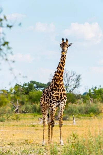 Retrato Girafa Reserva Moremi Delta Rio Okavango Parque Nacional Botsuana Fotografias De Stock Royalty-Free