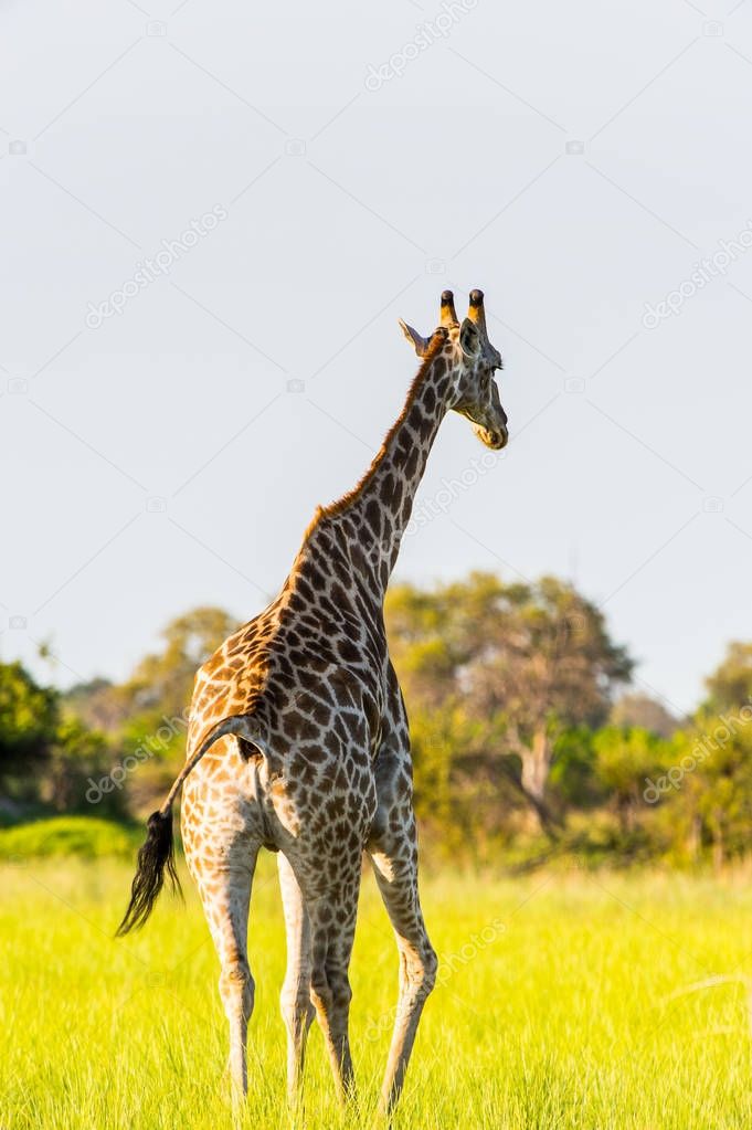 Giraffe in the Moremi Game Reserve (Okavango River Delta), National Park, Botswana