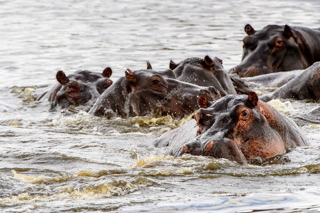 Many Hippopotamus, in the Moremi Game Reserve (Okavango River Delta), National Park, Botswana