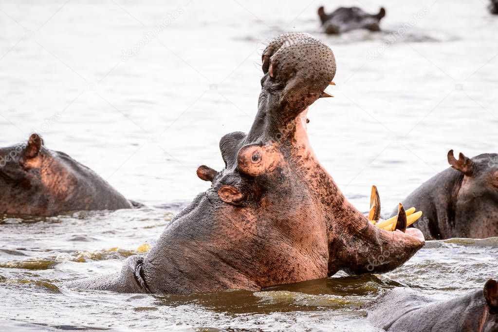 Hippopotamus with open mouth in the Moremi Game Reserve (Okavango River Delta), National Park, Botswana