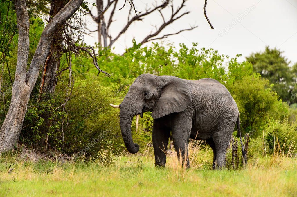 Beautiful Elephant in the Moremi Game Reserve (Okavango River Delta), National Park, Botswana