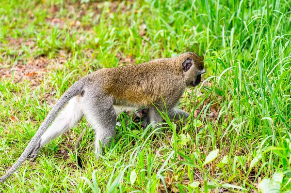 Close Van Monkey Zimbabwe — Stockfoto