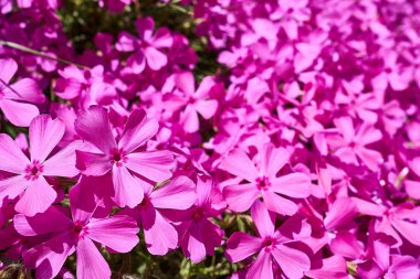 Moss Phlox ile canlı pembe güzel bir yaz gününde çiçek açan yakınındaki Sanjeong Gölü Pocheon, Güney Kore.                               