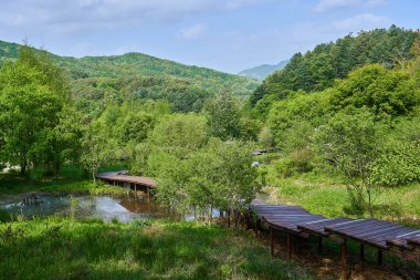 Mavi gökyüzünde bulutlar ve ağaçlar ve gölet yolun altında bir sürü ile bir manzaralı ahşap yolu Pyunggang Botanik Bahçesi Pocheon, Güney Kore.                               