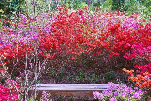 Pyunggang 植物園で坡州市 韓国で人里離れた場所で赤と紫のツツジの束に囲まれたベンチ — ストック写真