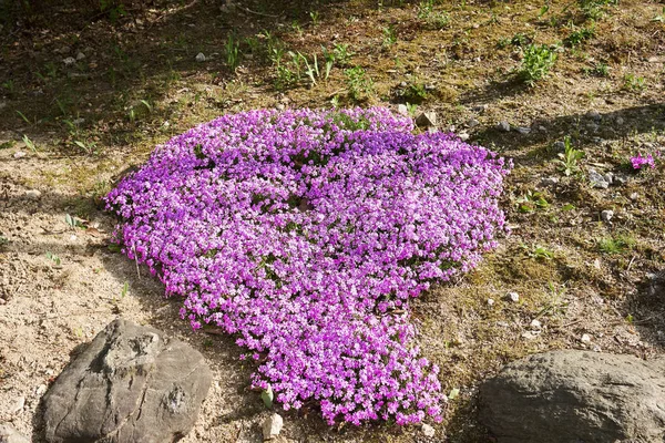 紫のフロックス Subulata Pyunggang 植物園で坡州市 韓国で心臓の形を形成の束 — ストック写真