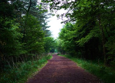 Saryuni ormandaki ağaçlar ve her iki tarafında kir yolu, Jeju Adası, Güney Kore dizilmiş çim tenha bir yol.                               