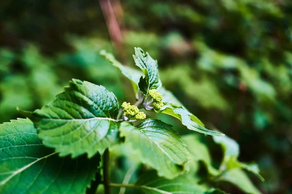 Makroaufnahme Einer Grünen Pflanze Mit Gelber Knospe Die Leben Und — Stockfoto