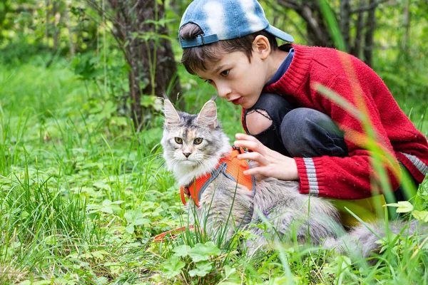 Maine coon kitten in harness and little boy are walking in the green garden
