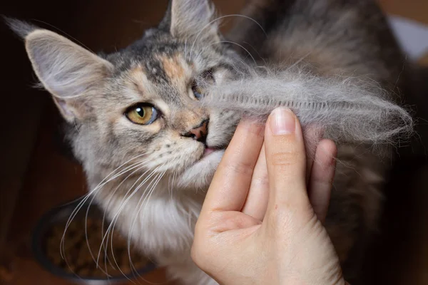 Die Maine-Coon-Katze studiert die gekämmten Katzenhaare in der Frauenhand — Stockfoto