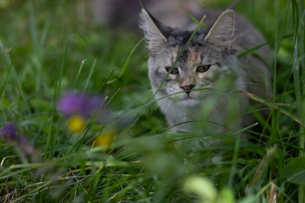 Maine Coon cat walks in among purple and yellow flowers and green grass