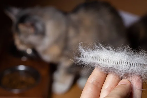 Maine Coon gekämmte Katzenhaare in der Hand — Stockfoto