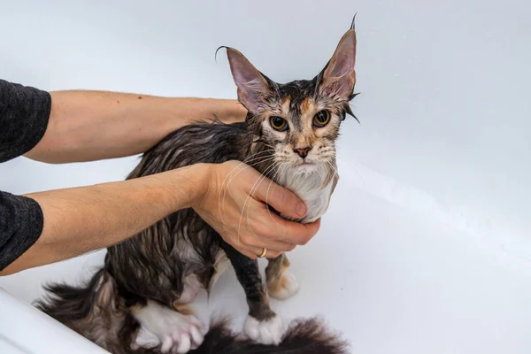 Maine Coon cat is washed with shampoo. Grooming a young handsome wet Maine Coon