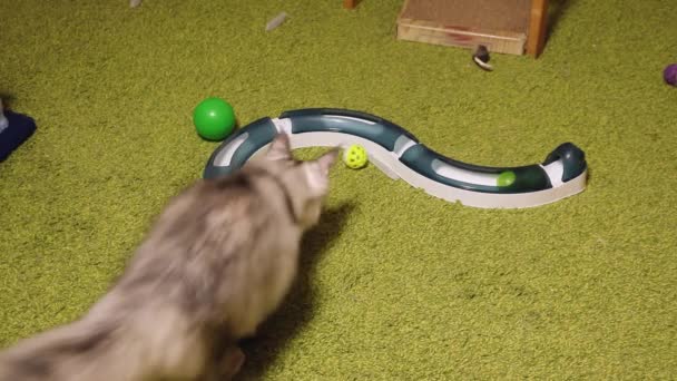 Mooie Maine Coon kitten speelt een bal rammelaar op het tapijt — Stockvideo