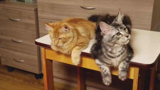 Maine Coon gatito se encuentra en la mesa, mira a su alrededor y bosteza — Vídeos de Stock