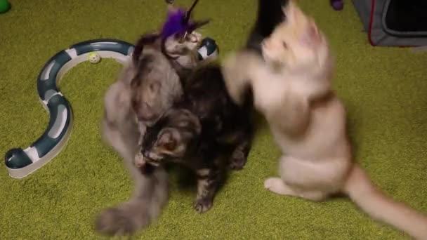 Hausgemachte schöne flauschige Maine Coon Kätzchen spielen mit einem Teaser — Stockvideo